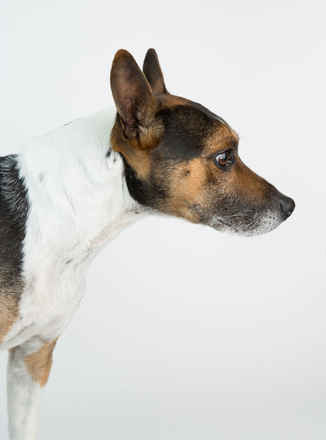 Senor Macho