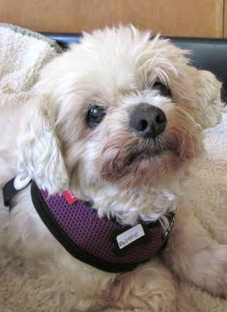 Babette