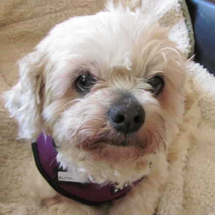Babette