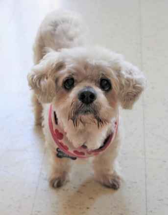 Babette