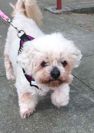 Babette