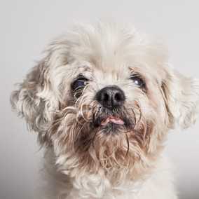 Babette