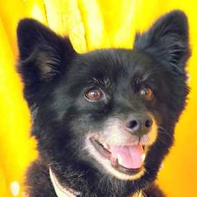 Oso