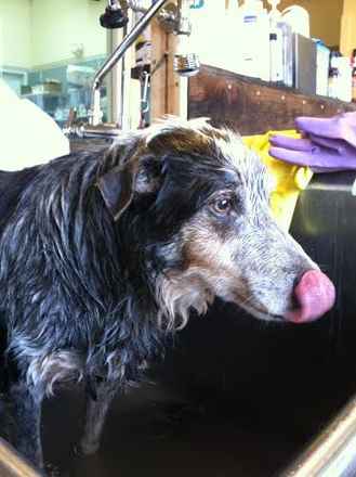 Rocki