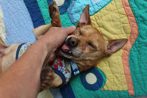 Scooby