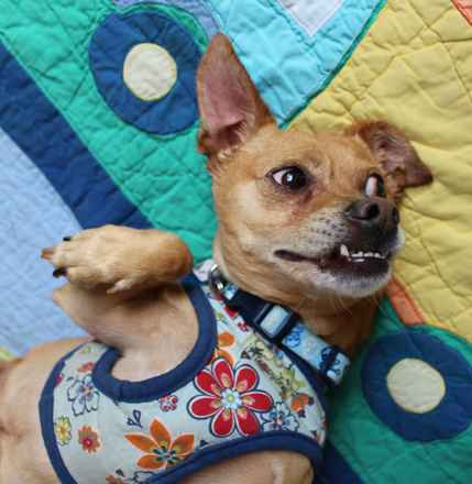 Scooby