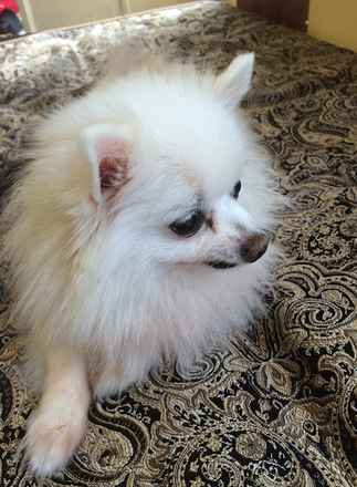 Tinkerbelle