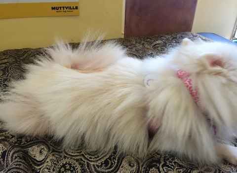 Tinkerbelle