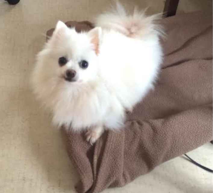Tinkerbelle
