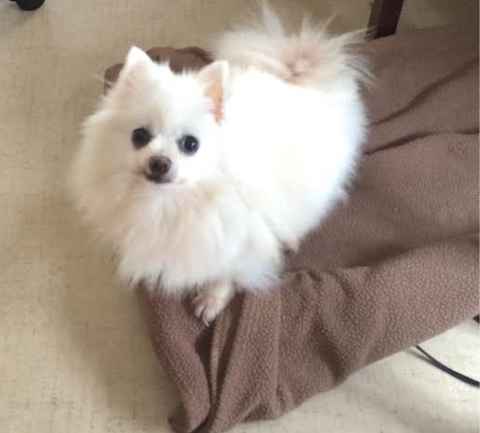 Tinkerbelle