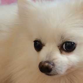 Tinkerbelle