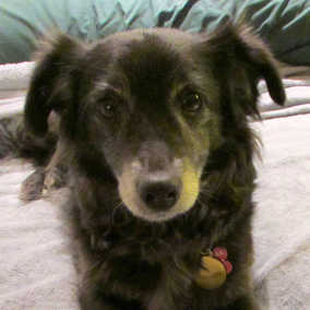 Lacey