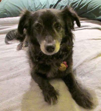 Lacey