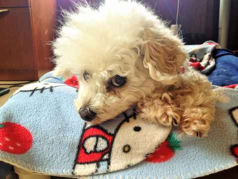 Spike