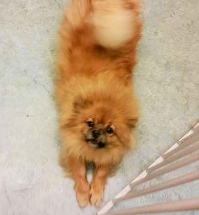 Sadie