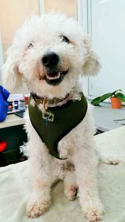 Benji