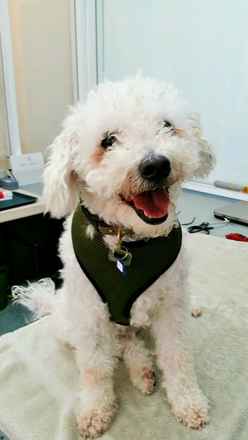 Benji
