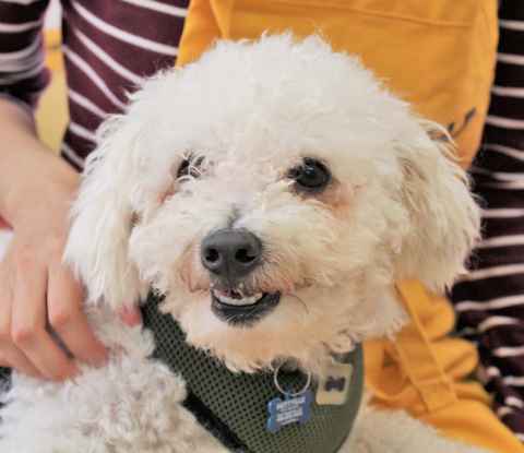 Benji
