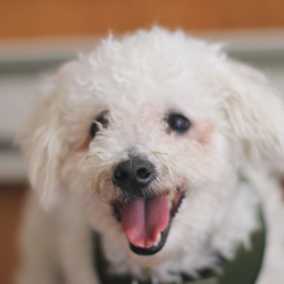 Benji