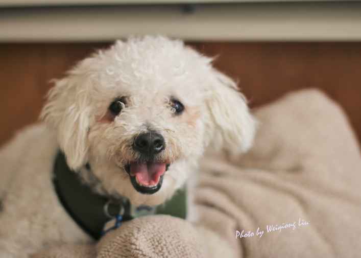 Benji