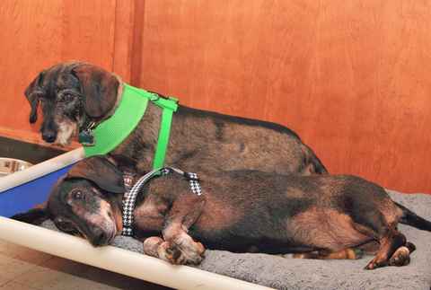 Mitzie & Merlot
