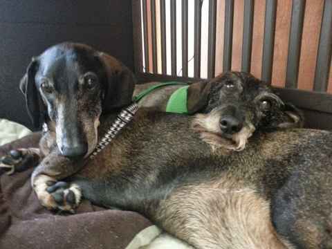 Mitzie & Merlot