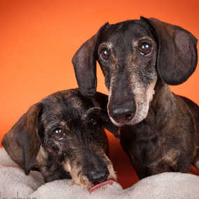 Mitzie & Merlot