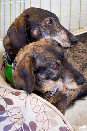 Mitzie & Merlot