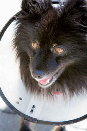 Sparky