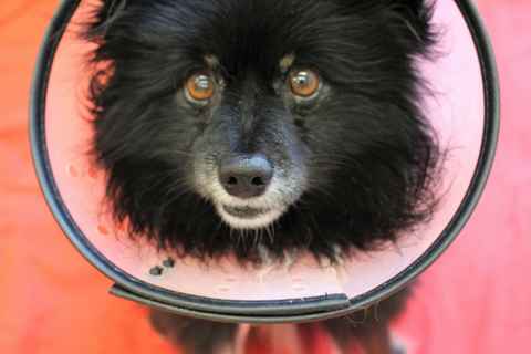 Sparky