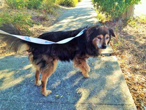 Dibley
