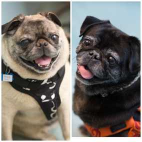 Harold & Peggy Sue