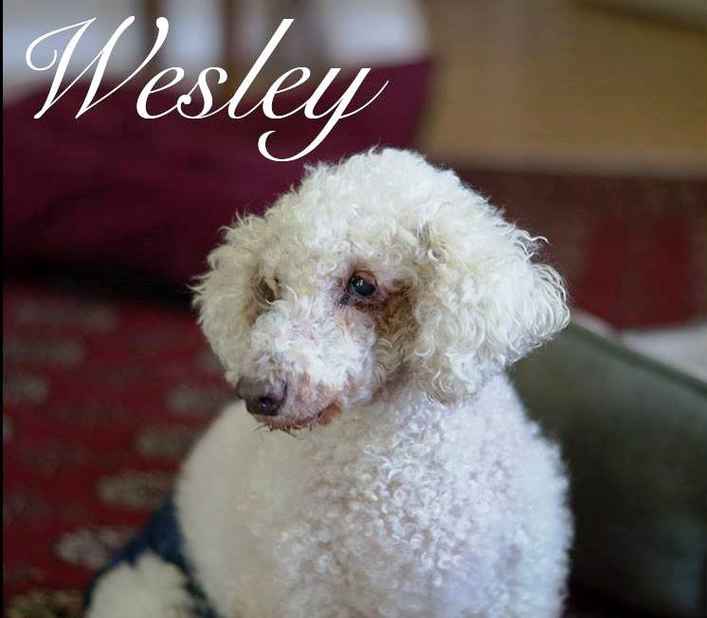 Wesley