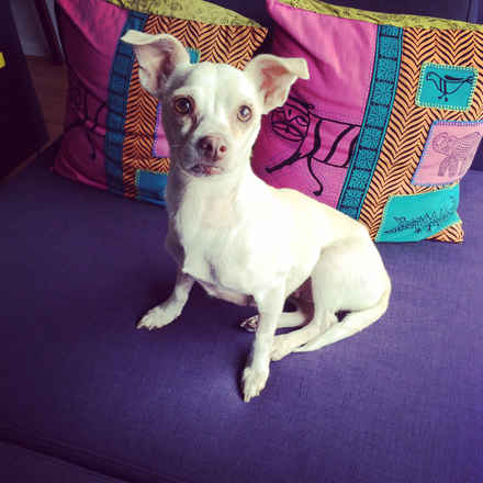 Penelope