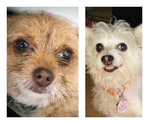 Gracie & George