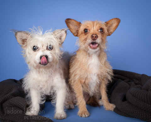 Gracie & George