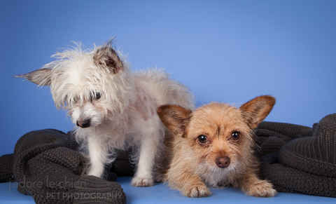 Gracie & George