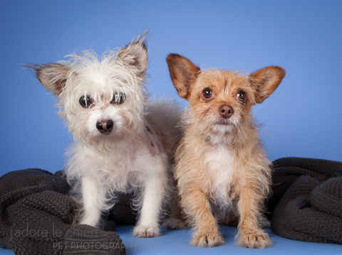 Gracie & George