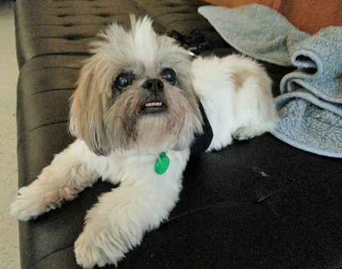 Pebbles