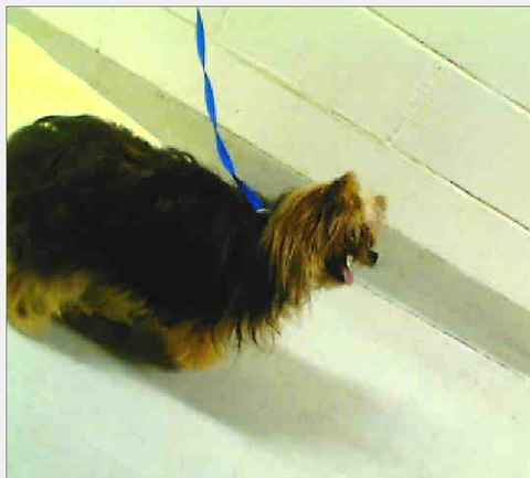 Tootsie
