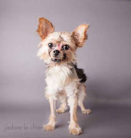 Tootsie