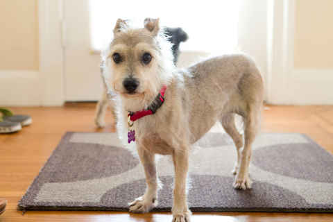 Suzie