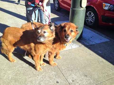 Jazmin & Maxie
