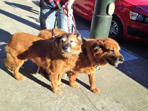 Jazmin & Maxie