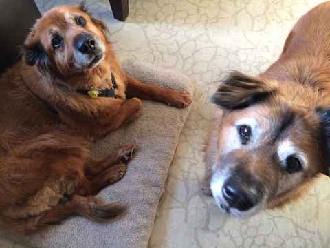 Jazmin & Maxie