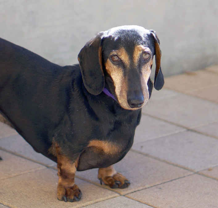 Watson