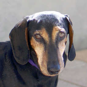 Watson