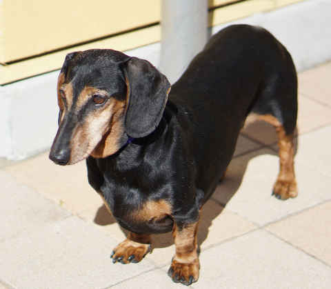 Watson