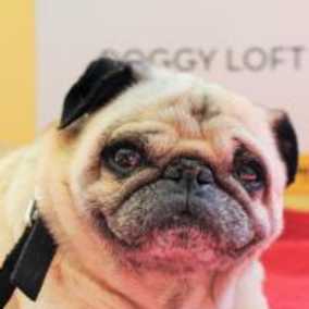 Baily