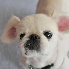 Marcel